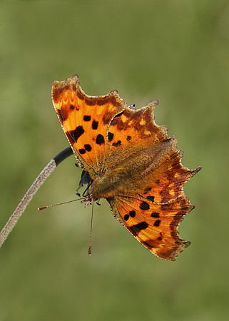 Comma Polygonia c-album