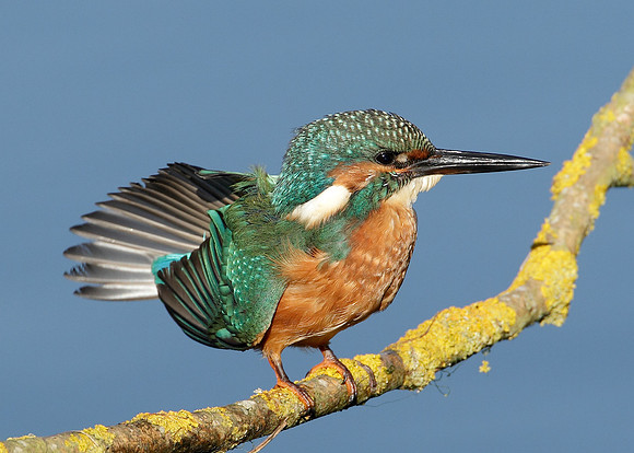 Kingfisher Alcedo atthis