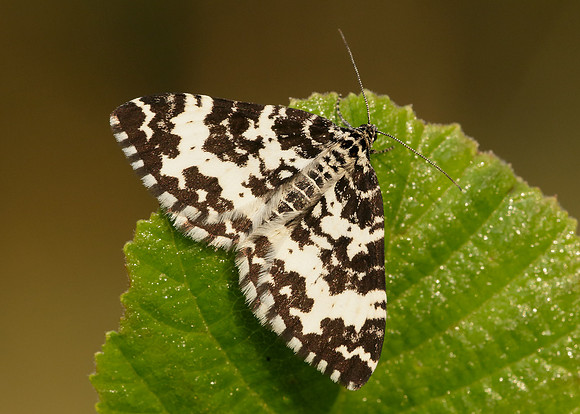 Argent & Sable Rheumaptera hastata hastata,