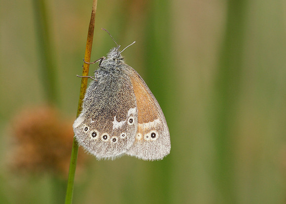 Large Heath Coenonympha tullia