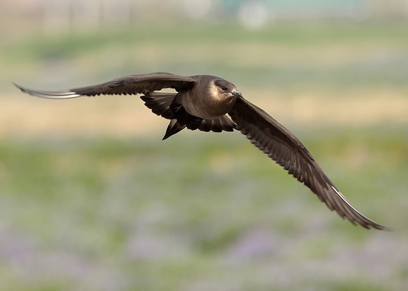 Arctic Skua Stercorarius parasiticus
