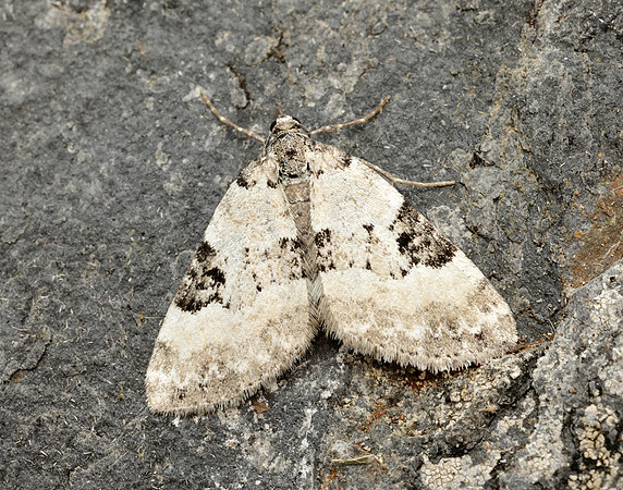 70.136 BF1806 Pretty Pinion Perizoma blandiata