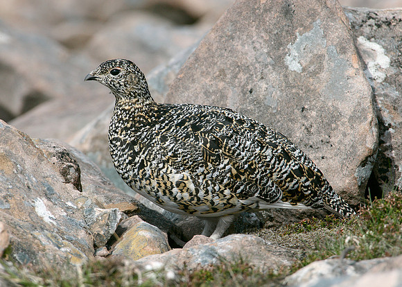 Ptarmigan Lagopus mutus