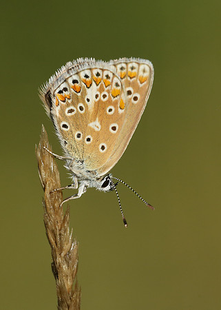 Common Blue Polyommatus icarus