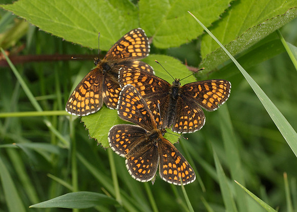 Heath Fritillary Melitaea athalia