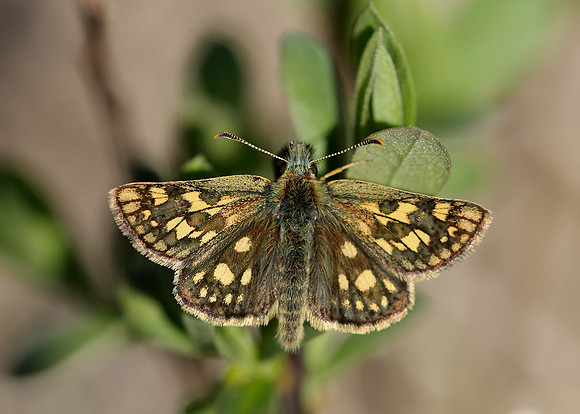 Chequered Skipper Carterocephalus palaemon