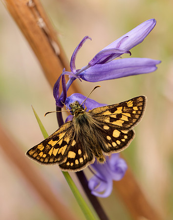 Chequered Skipper Carterocephalus palaemon