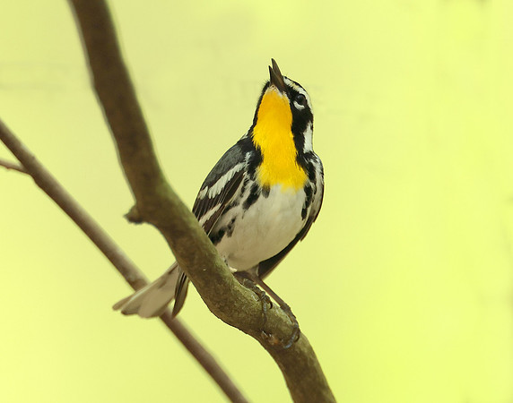 Yellow-throated Warbler  Setophaga dominica