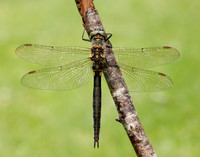 Northern Emerald Somatochlora arctica