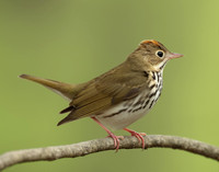 Ovenbird Seiurus aurocapilla