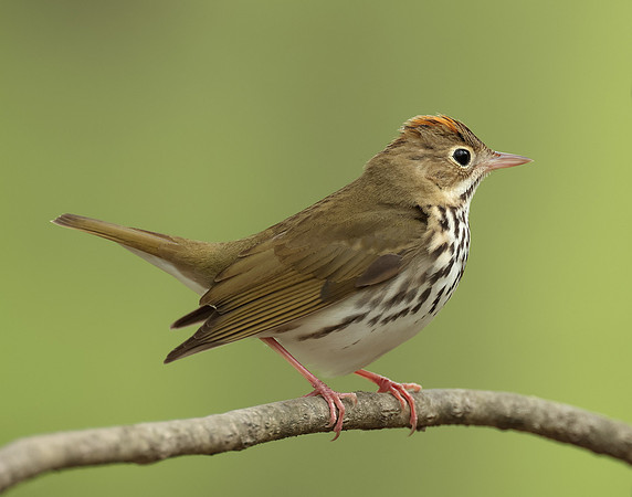 Ovenbird Seiurus aurocapilla