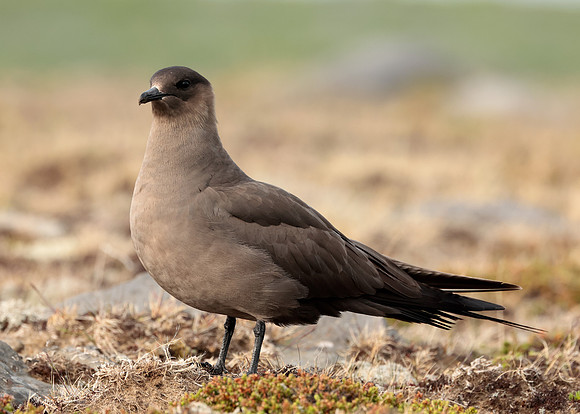 Arctic Skua Stercorarius parasiticus