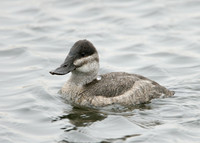 Ruddy Duck Oxyura jamaicensis