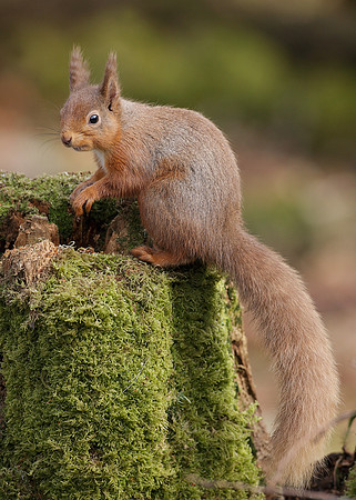 Red Squirrel Sciurus vulgaris