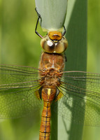 Norfolk Hawker Aeshna isosceles