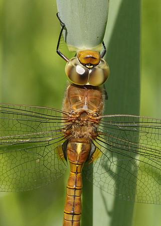 Norfolk Hawker Aeshna isosceles