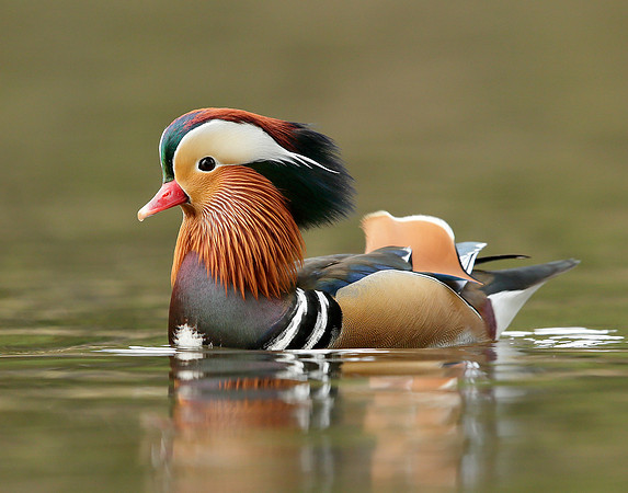 Mandarin Aix galericulata