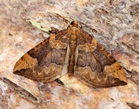 70.091 BF1756 Northern Spinach Eulithis populata