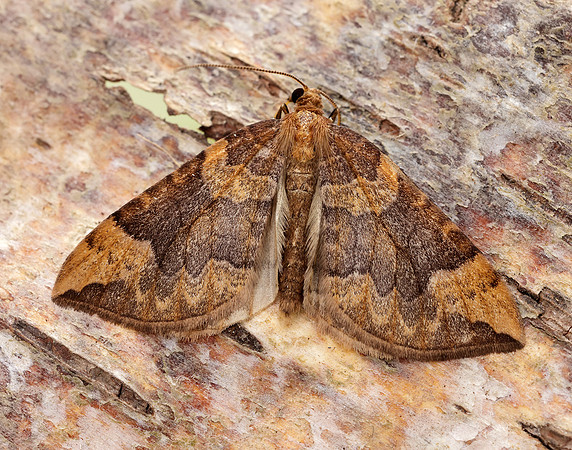 70.091 BF1756 Northern Spinach Eulithis populata