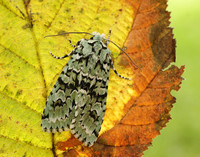 73.224 BF2247 Merveille du Jour Griposia aprilina
