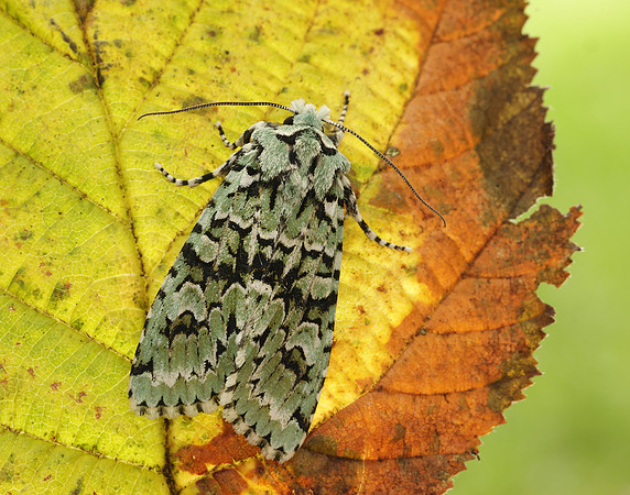 73.224 BF2247 Merveille du Jour Griposia aprilina