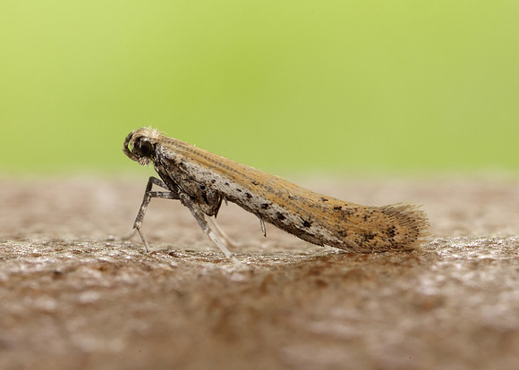 15.015 BF294 Aspilapteryx tringipennella