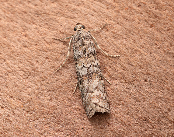 62.028 BF1454 Dioryctria abietella