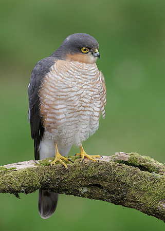 Sparrowhawk Accipiter nisus