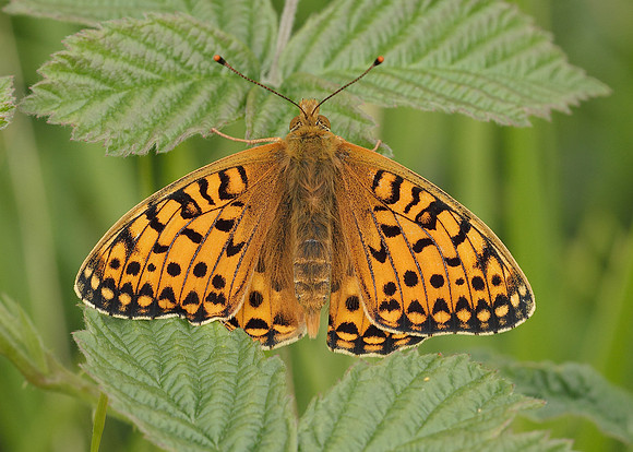 Dark Green fritillary Argynnis aglaja