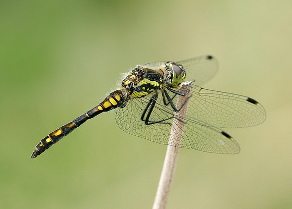 Black Darter Sympetrum danae