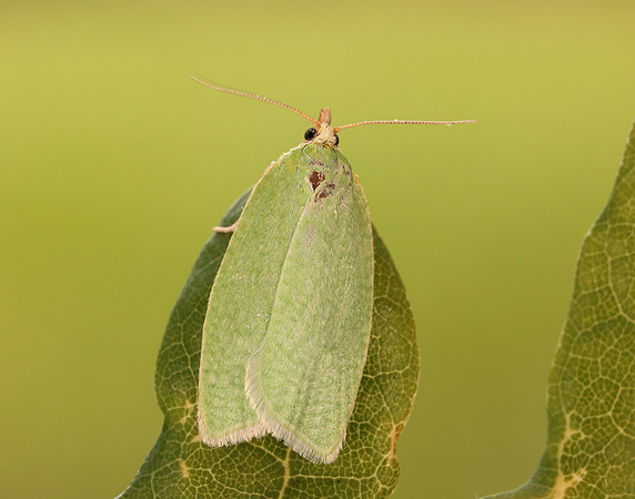 49.059 BF1033 Green Oak Tortrix Tortrix viridana