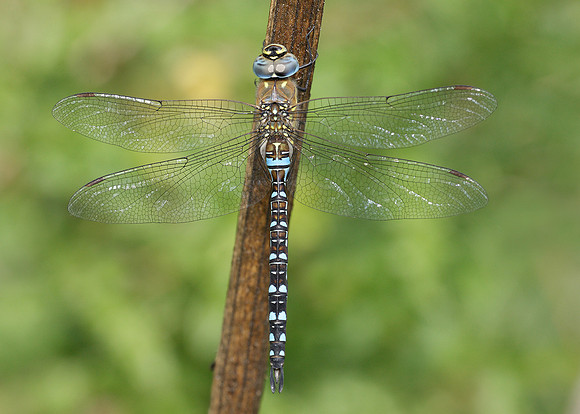 Migrant Hawker Aeshna mixta