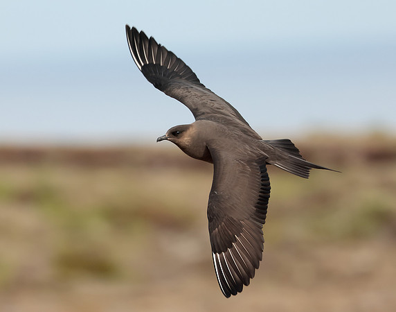 Arctic Skua Stercorarius parasiticus