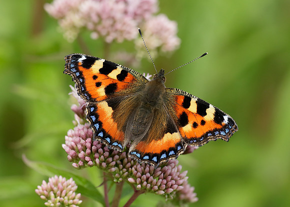 Small Tortoiseshell Aglais urticae