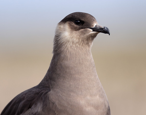Arctic Skua Stercorarius parasiticus
