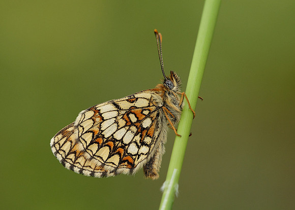 Heath Fritillary Melitaea athalia