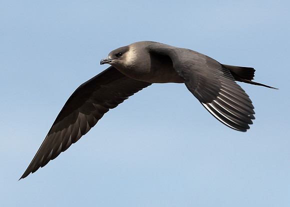 Arctic Skua Stercorarius parasiticus