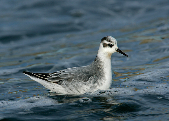 Grey Phalarope Phalaropus fulicarius