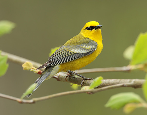 Blue-winged Warbler Vermivora cyanoptera