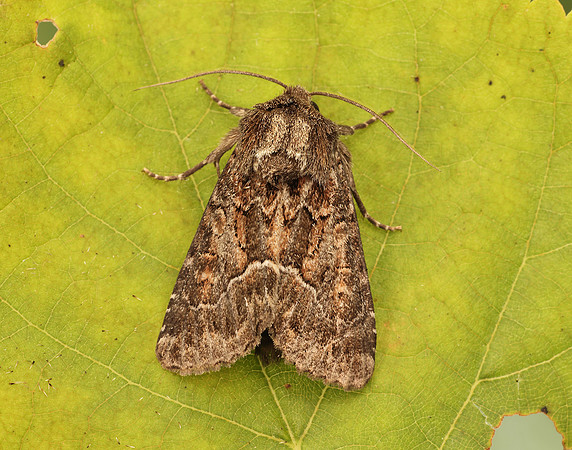 73.109 BF2303 Straw Underwing Thalpophila matura