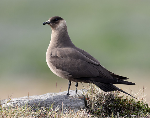 Arctic Skua Stercorarius parasiticus