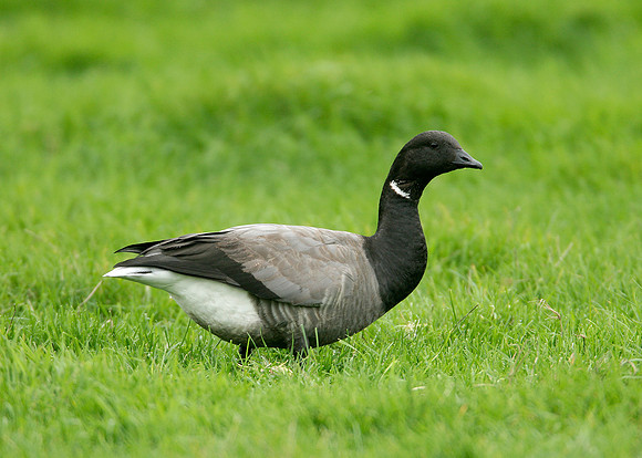 Brent Goose Branta bernicla