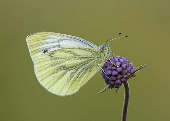 Green-veined White Pieris napi