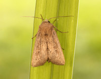 73.302 BF2204 Obscure Wainscot Leucania obsoleta