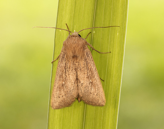 73.302 BF2204 Obscure Wainscot Leucania obsoleta