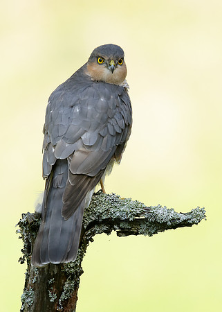 Sparrowhawk Accipiter nisus