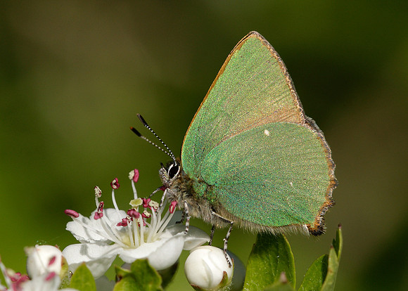 Green Hairstreak Callophrys rubi