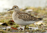 Pectoral Sandpiper Calidris melanotos