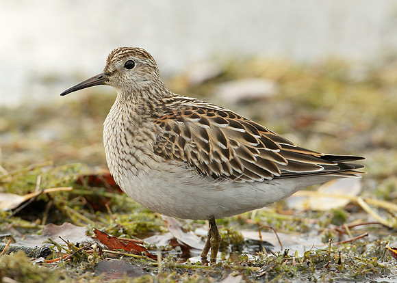 Pectoral Sandpiper Calidris melanotos