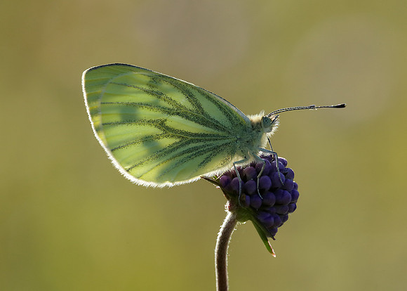 Green-veined White Pieris napi